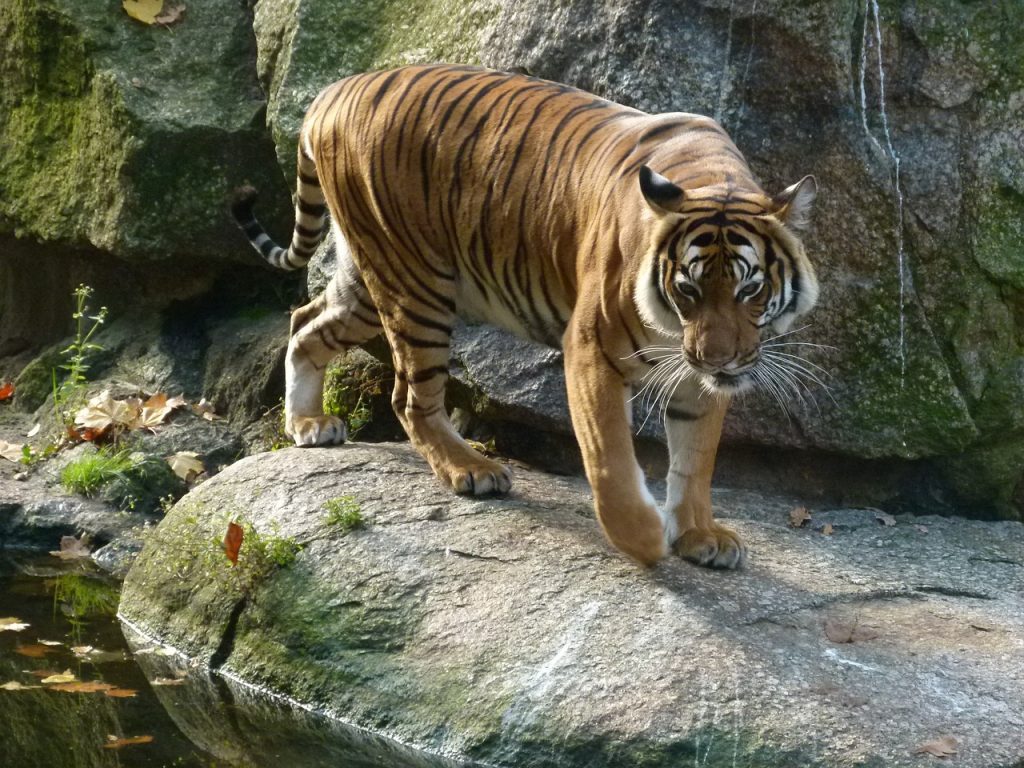 Activities in Berlin for families, Berlin Zoo where you can see tigers